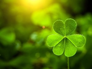 St-Patricks-Day-Shamrock
